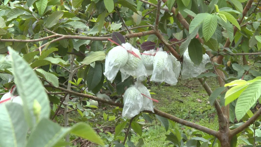 陶河杨东村番石榴飘香 农旅融合助振兴