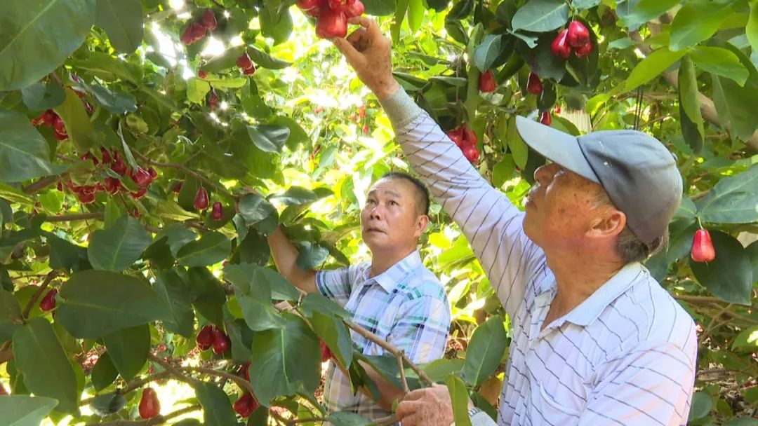 海丰平东：盛夏水果采摘忙 “甜蜜经济”促增收