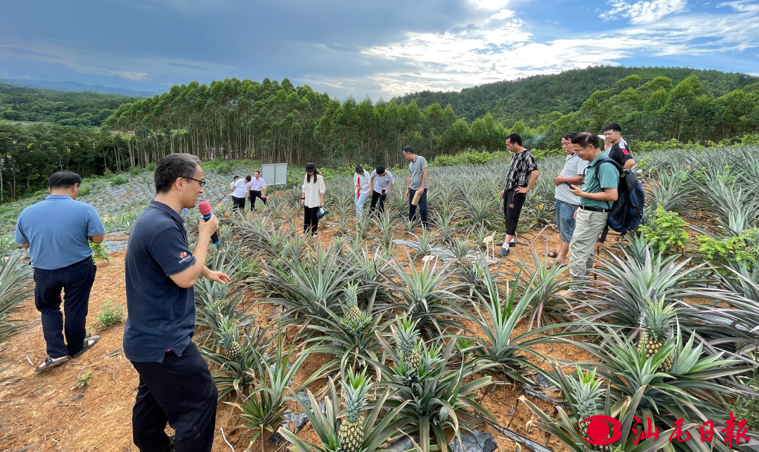 陆河对门村：打造菠萝产业助推乡村振兴